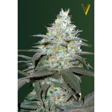 Семена конопли Auto Original Berry (Auto Original Blueberry) Автофеминизированные Victory seeds